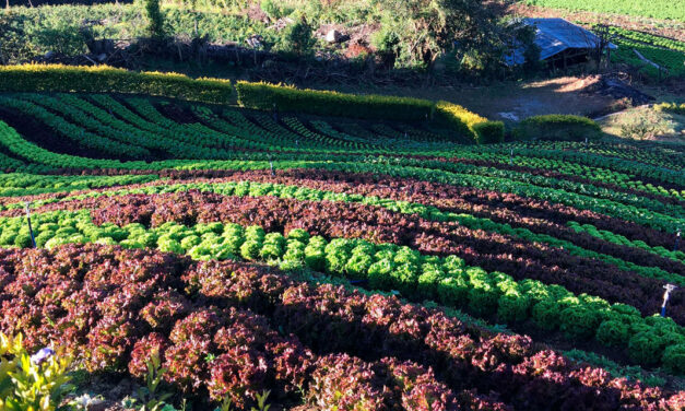 Maestría en Agricultura Ecológica