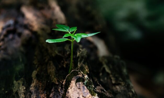 Maestría en Conservación de Vida Silvestre y Biodiversidad